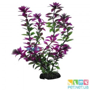 Aquarium plants - 1000